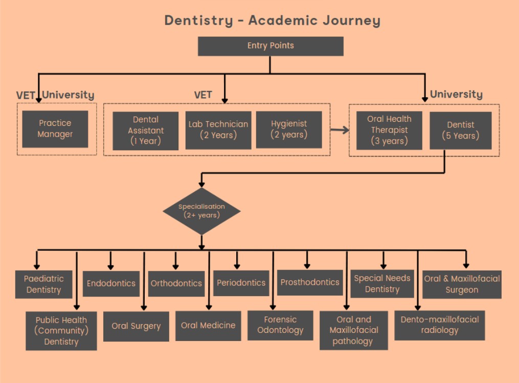 Dentistry Academic Journey and Career Pathway in Australia Diagram outlining the academic journey and career pathways in dentistry, including VET and university routes, roles like dental assistant, hygienist, dentist, and specialisations such as orthodontics and oral surgery.